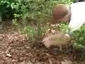 Pruning Evergreen Azaleas