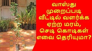 வாஸ்து முறைப்படி வீட்டில் வளர்க்க ஏற்ற மரம், செடி கொடிகள் எவை தெரியுமா...?