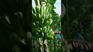 palatandaan sa tama na pag harvest ng saging na lakatan