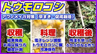 【トウモロコシ】収穫～調理・保存方法～残渣で土作りまで／無農薬で害虫アワノメイガ対策結果／早まき・促成栽培／糖度の落ちにくい収穫法／電子レンジ調理・とうもろこしご飯の作り方・冷凍保存／ミラクルゴールド