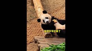 睿宝百米冲刺去抢妈妈的窝窝头！#shorts #panda #大熊猫