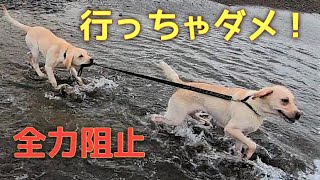 泳いじゃダメ！必死で姉犬を止める弟犬