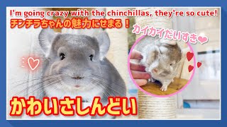 【チンチラ】カイカイ大好き！チンチラが可愛い｜I'm going crazy with chinchillas, they're so cute