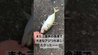 今尾鷲では、大きなアジ釣れていますよーー是非尾鷲に釣りに来て見て下さい。