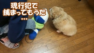 すぐキレるポメラニアン⑲ コタＶＳお父さん