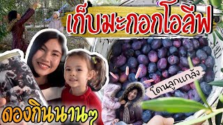 Ep.6 สะใภ้ตุรกี เก็บมะกอกโอลีฟ ทำมะกอกดองสูตรแม่ย่า อร่อยจนต้องทำกินเอง | Pick olives