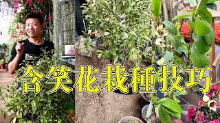 【養養養花花花】想養含笑花，上盆加點“料”，枝繁葉茂，滿盆開滿含笑花