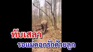 เดินเร็วมาก น้องทับเสลา เมื่อรู้พิกัดแม่วาเลนไทน์ 🤣 | คลิป 18 เมษายน ก่อนเจอแม่วานะคะ