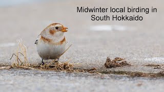 Midwinter local Birding in south Hokkaido