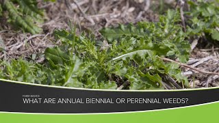 Farm Basics #1159 What are perennial weeds? (From Ag PhD #1159 - Air Date 6-21-20)