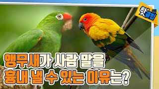 재주꾼 앵무새의 모든 것 [#핫클립] / YTN 사이언스