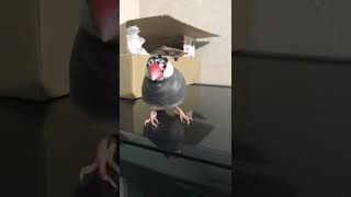 今度はカードを入れ過ぎてアジトに帰れなくなった文鳥サリー