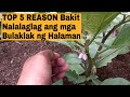 TOP 5 REASON Bakit Nalalaglag ang Bulaklak ng Halaman gaya ng Talong at iba pa / blossom drop