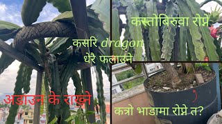 Dragon fruit कौसिमा कसरि र कत्रो भाडामा रोप्दा राम्रो हुन्छ।How to grow dragonfruit in rooftop.