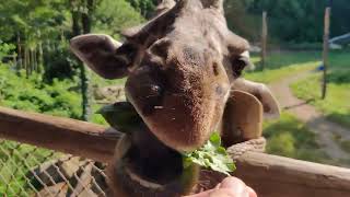 Giraffe Feeding at the Cincinnati Zoo