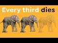 Why so many African Elephants Don't Survive their First Year