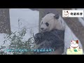 狮子老虎为什么不攻击大熊猫熊猫的另一个名字，恐怕你没听说过