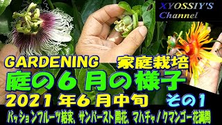 【XYOSSIYのライフチャンネル】2021年6月中旬の様子　その１　パッションフルーツ結実、サンバースト本年初開花、マハチャノックマンゴー花満開　など