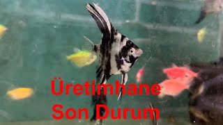 Üretimhane Son Durum