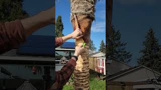 Skinning my Trachycarpus Fortunei Palm Tree. Location Oregon.