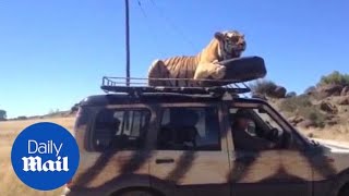 Tiger jumps on car roof, bursts spare tire then takes cat nap - Daily Mail