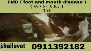 FMD  (foot and mouth  dieasas ) ( አፍን እና እግርን የሚያቆሰል ወረርሸኝ በሸታ።