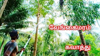 எனது பண்ணையில் வேங்கை மரம் கவாத்து  செய்வது எப்படி | vengai tree pruning Raintreebird|koravankollai