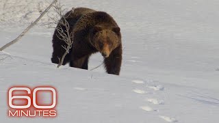 Grizzlies, Elephants, Giant Pandas, Wolves | 60 Minutes Full Episodes