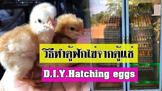 Hatching eggs by step incubator Learn the techniques and try simple.