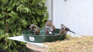 Maskergoudvink, Maskengimpel, Grey-headed Bullfinch, Pyrrhula erythaca.