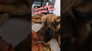 ఏకాదశి భోజనం ముద్దపప్పు, నెయ్యి #trendingshorts #germansheparddog #pets #youtubeshorts #viralvideo