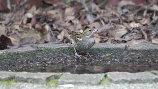 自然環境保全センター 自然観察園のクロジ（雌）その７２（4K60P動画）