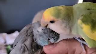 Parrotlet and Lovebird