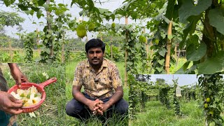 বিদেশ ফেরত দিদারুল ভাই কাকরোল চাষ | কাকরোল চাষ পদ্ধতি | kakrol chas | village farming business