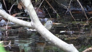 河口湖フィールドセンターのキクイタダキ（雌）の水浴び　その１１（4K60P動画）