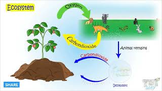 Ecosystem | The level of organisation of Life | Science