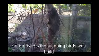 นกกินปลีทำรังEp5/litel eaten bee (humbing birds) was build the net