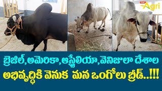 Ongole Breed | బ్రెజిల్, అమెరికా, ఆస్ట్రేలియా దేశాల అభివృద్దికి వెనుక మన ఒంగోలు బ్రీడ్ | Tone Agri