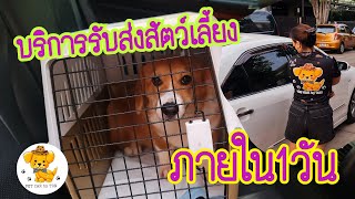 บริการรับส่งสัตว์เลี้ยงภายใน1วัน | PET CAR by TON