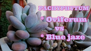 PACHYPHYTUM OVIFERUM VS PACHYPHYTUM BLUE HAZE