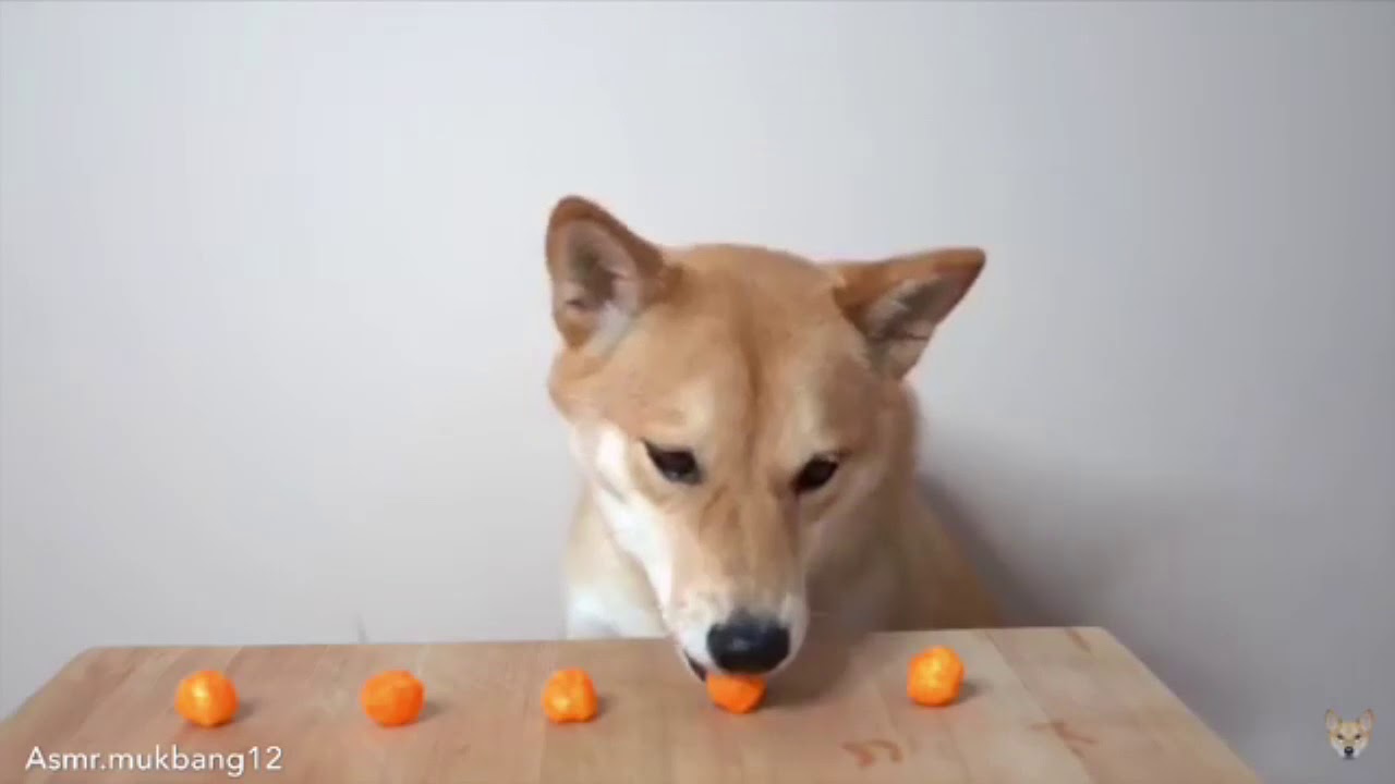 Asmr Dog Edition Cutest Youtube