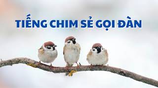 Tiếng chim sẻ gọi đàn