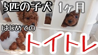 【子犬トイレトレーニングVlog】5匹の子犬ちゃん1ヶ月☆トイトレはじめました（トイプードル）（ブリーダー）