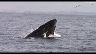 11.3.17 Humpback Whales #Monterey #Adventure #Travel