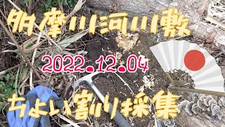 【昆虫採集】多摩川河川敷 材割り採集(ちょい割り採集) 2022.12.04 ［ヒラタクワガタ、コクワガタ、ノコギリクワガタ、幼虫］