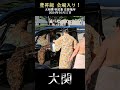 大関 豊昇龍 会場入り❗【入り待ち】大相撲 京都場所 令和六年 秋巡業 sumo wrestler