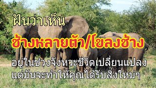 ฝันว่าเห็นช้างหลายตัว -  ทำนายฝันว่าเห็นช้างหลายตัวหรือเป็นโขลงแม่นๆ(พร้อมเลขเด็ด)