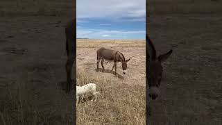 Donkeys 1 #ranching #cattle#cattleranch #cattlegrazing #ranch #ranchero #nature #soil #cows #donkey