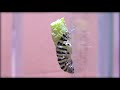 【timelapse】japanese papilio larva 2 キアゲハの幼虫が蛹になる瞬間