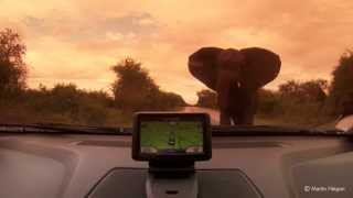 Wild Elephant Encounter at Kruger National Park